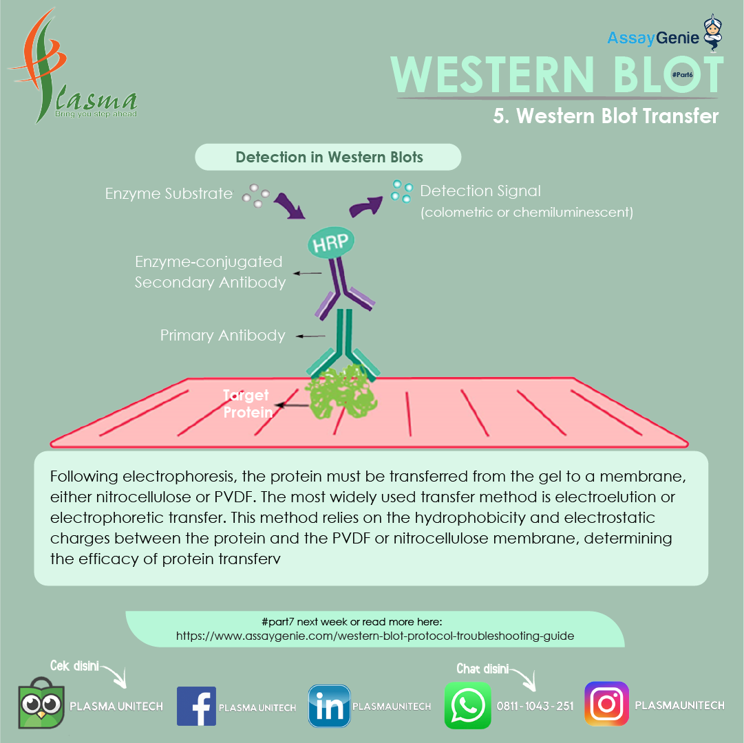 What is Western Blot? #Part6